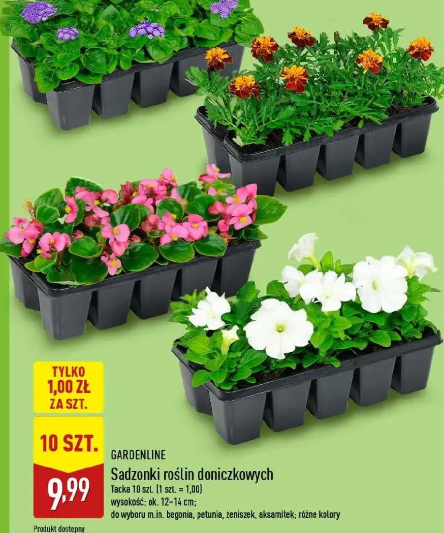 Sadzonki roślin doniczkowych