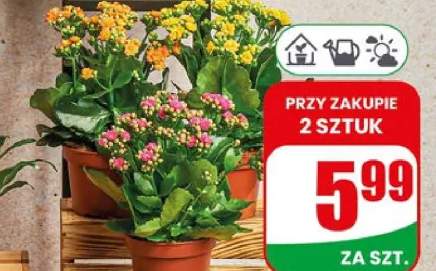 kalanchoe