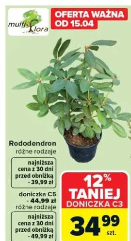 rododendron