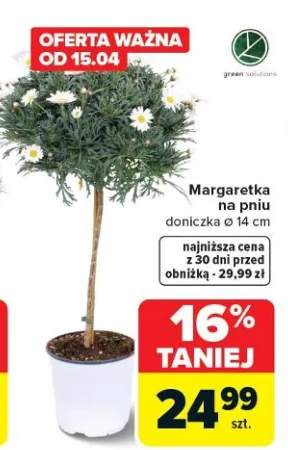 margaretka na pniu