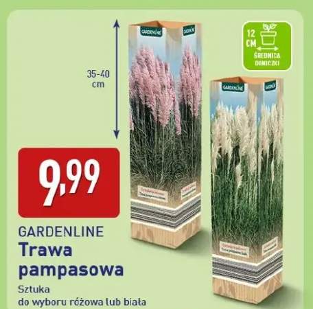 Trawa pampasowa różowa lub biała