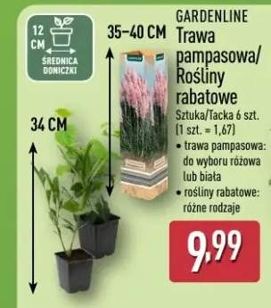 Trawa pampasowa/rośliny rabatowe