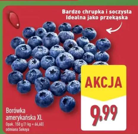 Borówka amerykańska XL