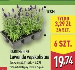 Lawenda wąskolistna