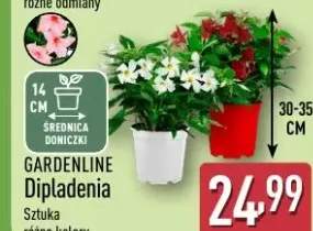 Dipladenia