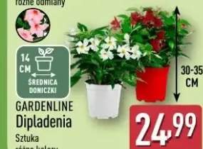 Dipladenia