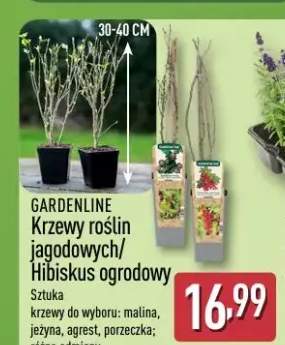 Krzewy roślin jagodowych/hibiskus ogrodowy