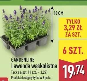 Lawenda wąskolistna