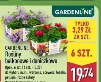 Rośliny balkonowe i doniczkowe