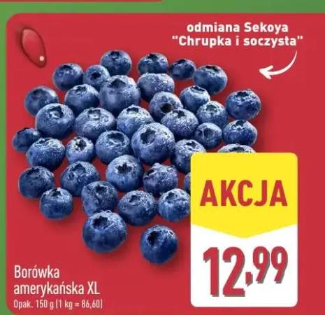 Borówka amerykańska XL odmiana Sekoya