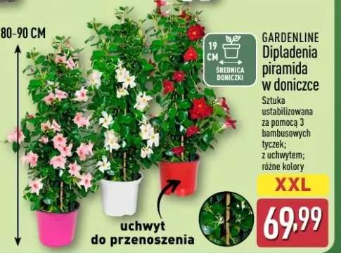 Dipladenia piramida w doniczce Gardenline różne kolory