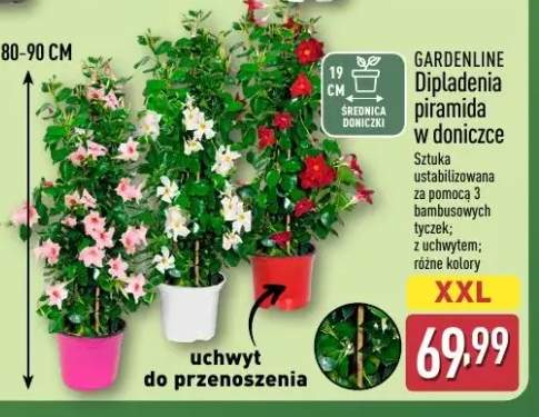 Dipladenia piramida w doniczce Gardenline