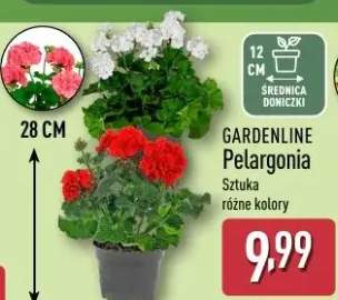Pelargonia Gardenline