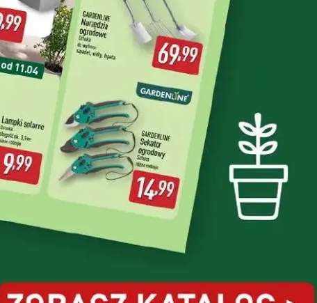 Cebula żółta polska