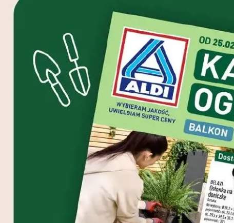 Kapusta biała wczesna