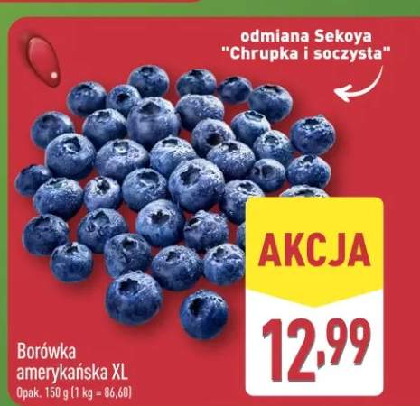 Borówka amerykańska XL odmiana Sekoya Chrupka i soczysta