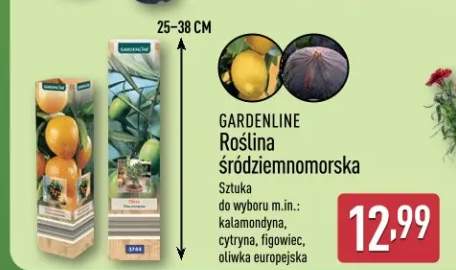 Roślina śródziemnomorska Gardenline oliwka europejska