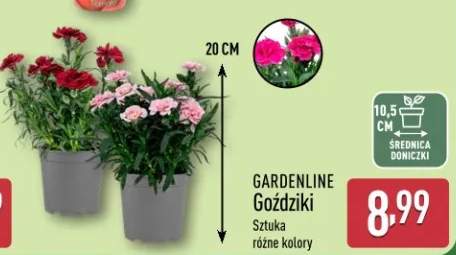 Goździki Gardenline