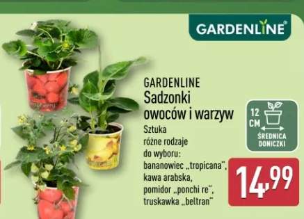 Sadzonki owoców i warzyw Gardenline truskawka beltran