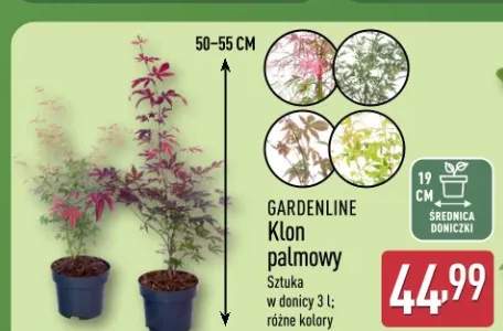 Klon palmowy Gardenline w donicy 3l