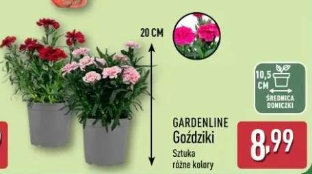 Goździki Gardenline