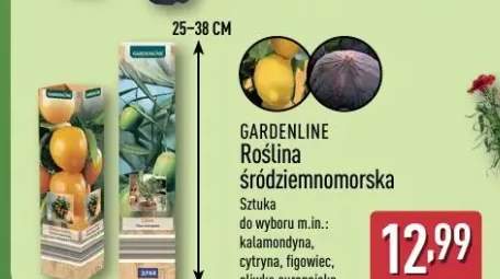 Roślina śródziemnomorska Gardenline oliwka europejska