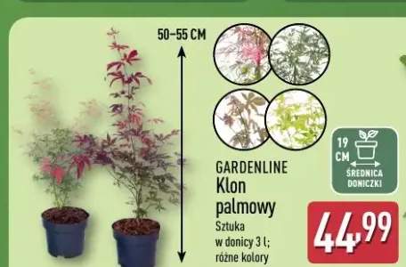 Klon palmowy Gardenline
