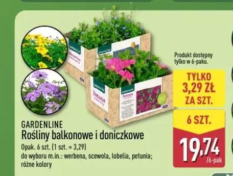 Rośliny balkonowe i doniczkowe GARDENLINE werbena 6-pak