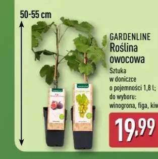 Roślina owocowa w doniczce GARDENLINE figa
