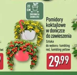 Pomidory koktajlowe w doniczce do zawieszenia tumbling red