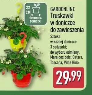 Truskawki w doniczce do zawieszenia GARDENLINE Vima Rina