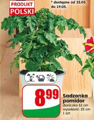 pomidor sadzonka