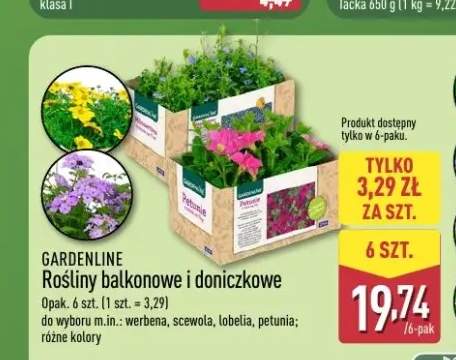 Rośliny balkonowe i doniczkowe scewola GARDENLINE 6-pak