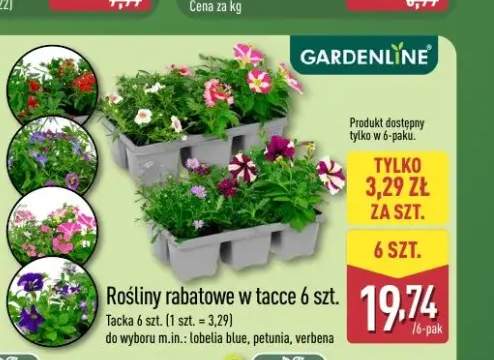 Rośliny rabatowe petunia GARDENLINE 6-pak