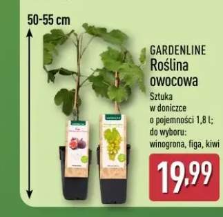Roślina owocowa winogrona GARDENLINE