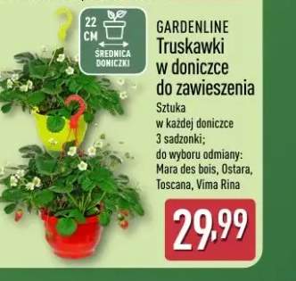 Truskawki w doniczce do zawieszenia Toscana GARDENLINE