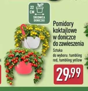 Pomidory koktajlowe w doniczce do zawieszenia