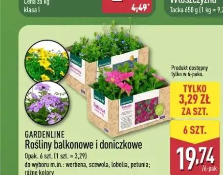 Rośliny balkonowe i doniczkowe werbena GARDENLINE 6-pak
