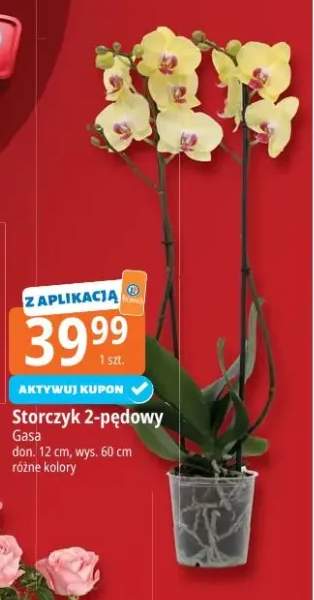 storczyk