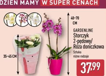 Storczyk 2-pędowy GARDENLINE 40-70cm