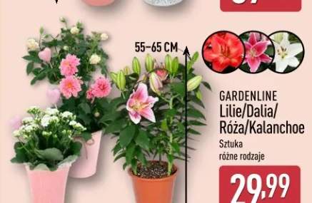 Dalia GARDENLINE 55-65cm
