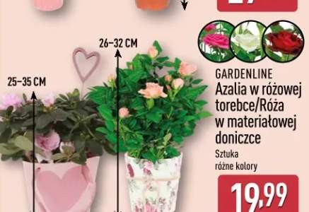 Róża w materiałowej doniczce GARDENLINE 26-32cm