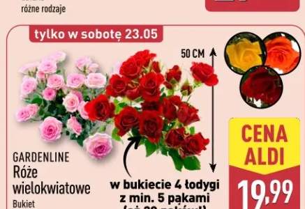Róże wielokwiatowe GARDENLINE 50cm
