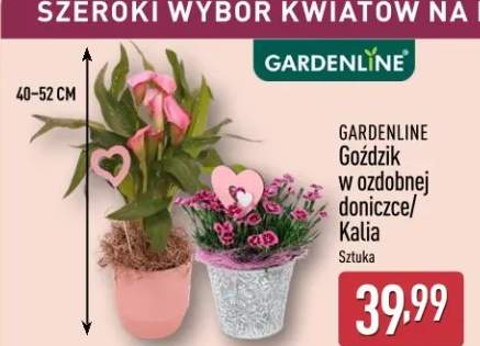Goździk w ozdobnej doniczce/Kalia