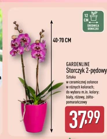 Storczyk 2-pędowy GARDENLINE