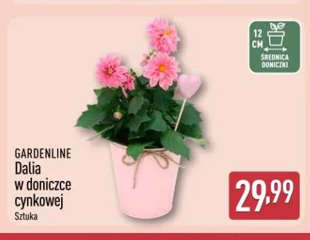 Dalia w doniczce cynkowej GARDENLINE