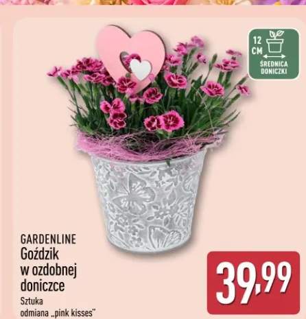 Goździk w ozdobnej doniczce GARDENLINE odmiana pink kisses