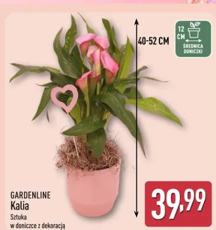Kalia GARDENLINE w doniczce z dekoracją
