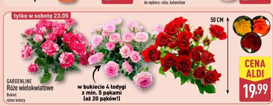 Róże wielokwiatowe GARDENLINE