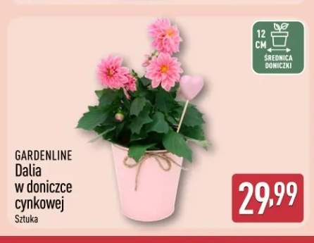 Dalia w doniczce cynkowej GARDENLINE